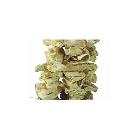 DOLMALIK KABAK KURUSU